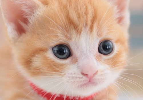 猫咪产后吃什么最好 嘴巴臭是怎么回事