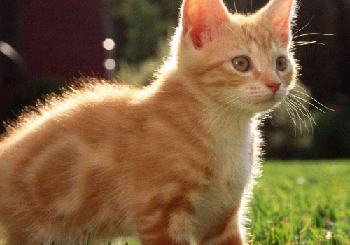 猫咪喜欢什么玩具 两只猫可以共用一个猫厕所吗