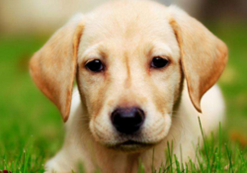 导盲犬是什么品种 多少钱一只