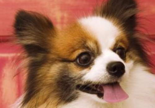 蝴蝶犬串串性格怎么样 体型大不大