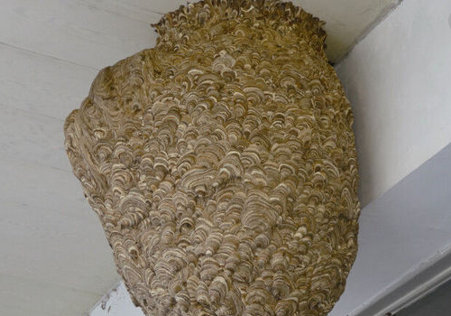 家里有蜂窝怎么办 被蜜蜂蛰了怎么办