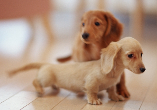 迷你腊肠犬多少钱一只 好养吗