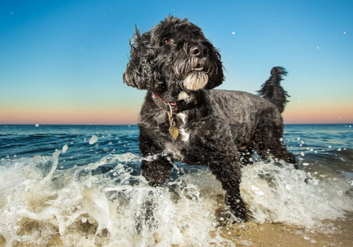 葡萄牙水犬多少钱一只 智商多高