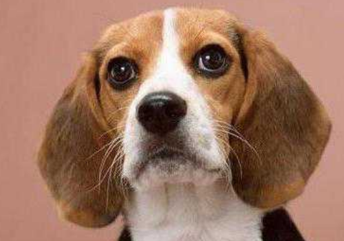 美国猎狐犬好养吗 和比格犬的区别