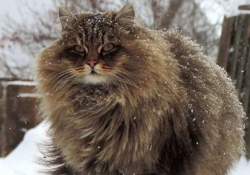 猫咪耳朵热怎么回事 吐黄水是什么原因