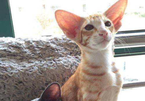 东方短毛猫多少钱一只 怎么训练