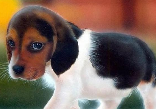 养比格犬要注意什么 哈利犬的缺点是什么