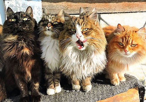 猫咪化毛膏多久吃一次 受伤了怎么处理伤口