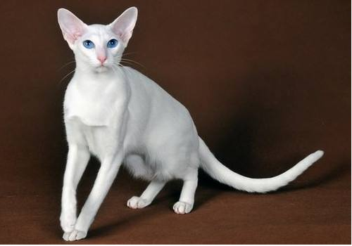 东方短毛猫好养吗 毛发如何护理