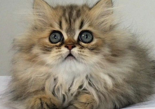 金吉拉猫好养吗 怎么清洁