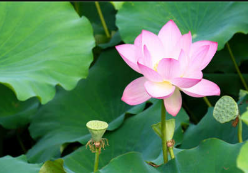夏季摄影需要注意什么 拍摄技巧详解