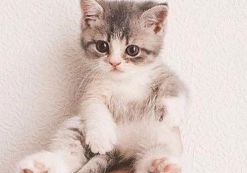 猫咪翻肚皮什么意思 怎么带出门