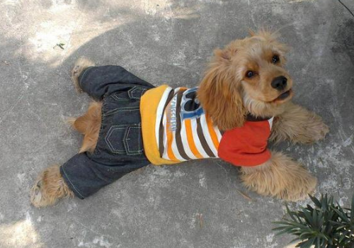 可卡犬为什么没人养 怎样看纯不纯