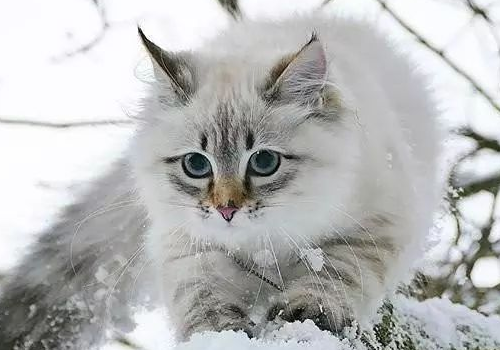 猫咪可以剃毛吗 怎么剪指甲