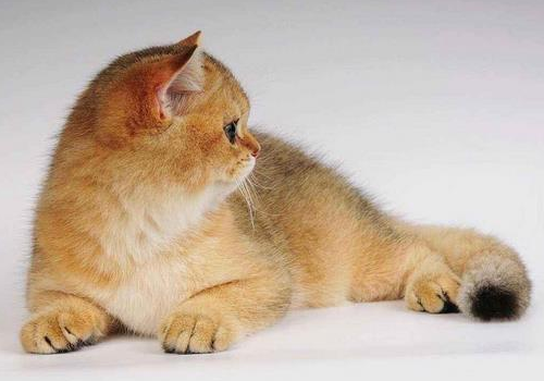英国短毛猫吃什么猫粮好 掉毛吗
