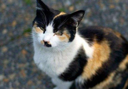 玳瑁猫是不是就是土猫 是招财猫吗