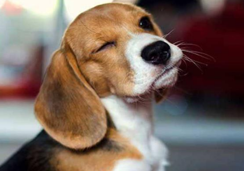 哈利犬和比格犬哪个好 区别是什么
