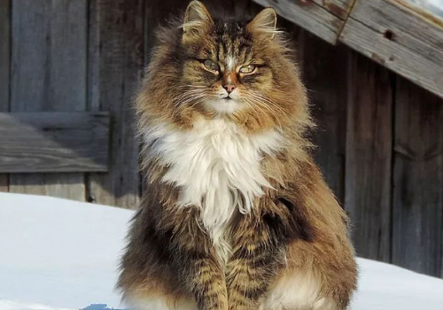 猫咪什么时候断奶 不吃猫粮怎么办