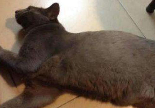卡尔特猫怎么养 多少钱一只