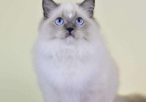 布偶猫幼崽怎么看品相 上班适合养吗
