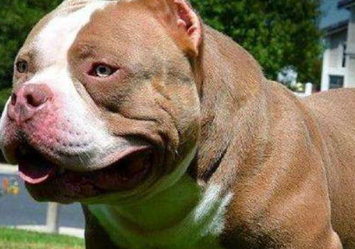 恶霸犬爆头期吃什么 几个月爆头