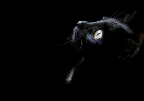 养黑猫真的会带来霉运吗 什么人不适合养