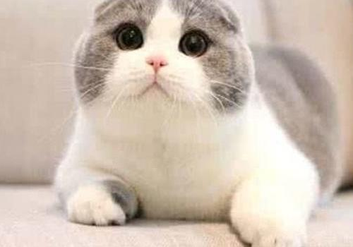 折耳猫吃什么猫粮最好 耳朵不折怎么办