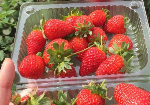 6月份能下海吗 可以种草莓吗