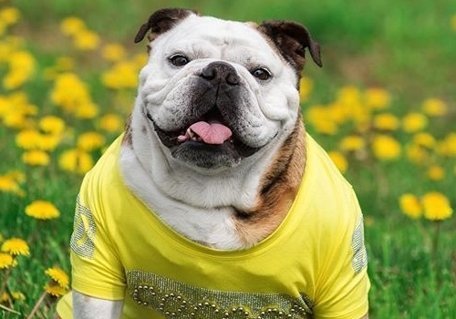 英国斗牛犬要怎么养 有没有缺点