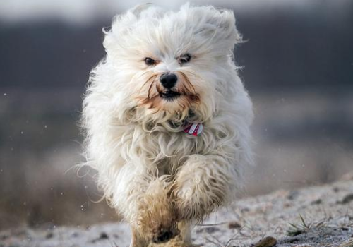 哈瓦那犬怎么训练 智商怎么样