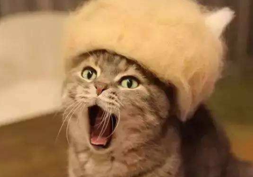 猫毛可以做什么 怎么清理