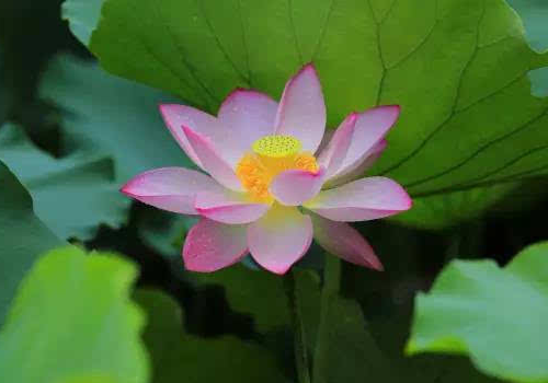 立夏开什么花 为什么要称重