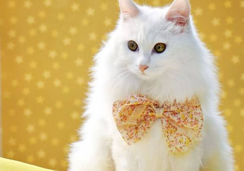 长毛猫有哪些品种 毛打结了怎么处理