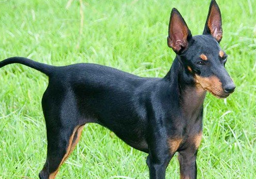 玩具曼彻斯特犬价格多少钱 智商怎么样