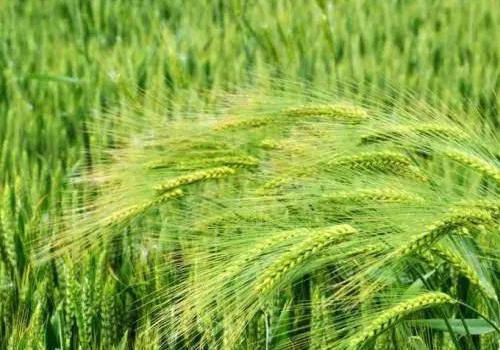 2018年小满是几月几日 是什么季节
