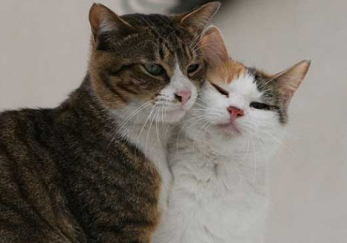 猫死了为什么不能埋 死前会向主人道别吗