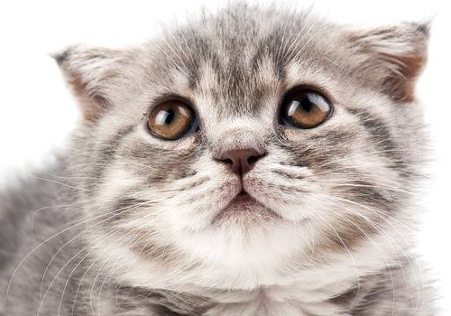 猫咪临死前的征兆 是为主人挡灾