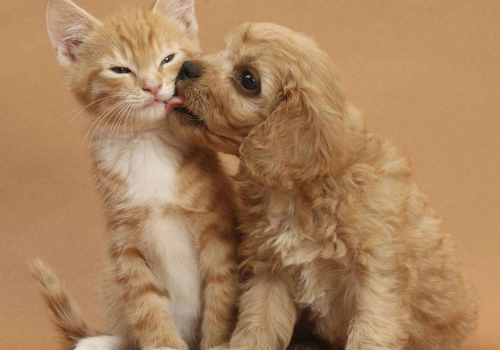猫抓病是什么 如何预防