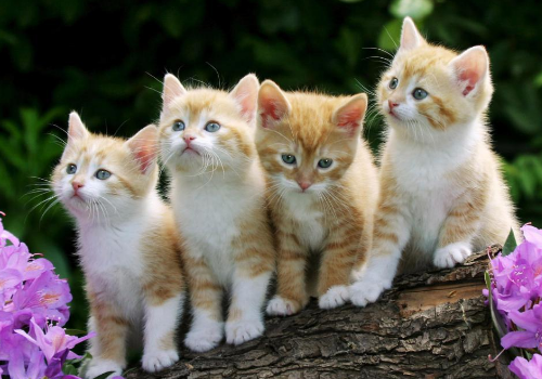 小奶猫多大开始认主人 多大会走路