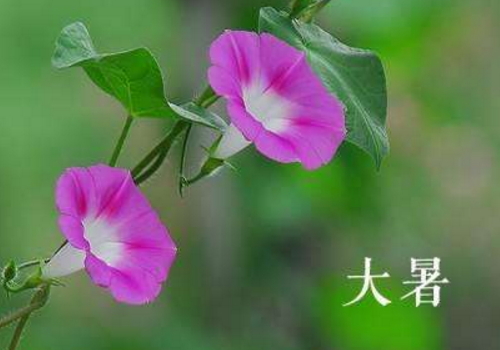 小暑过后是什么节气 大暑可以同房吗