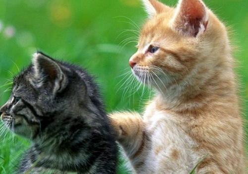 家里猫死了是什么征兆 为什么眼睛睁着