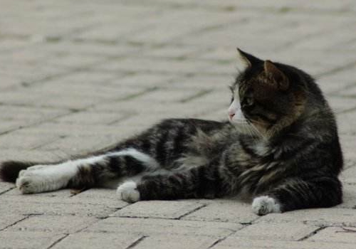 猫要死了为什么会离家 为什么喜欢快死的人