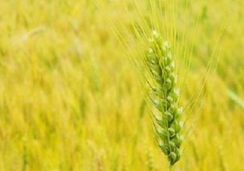 小满是第几个节气 5月21日结婚领证好吗