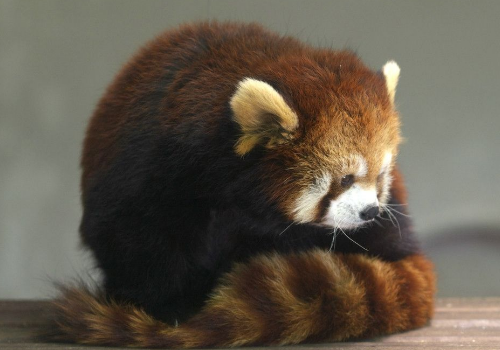 小熊猫是什么物种 和大熊猫有什么区别