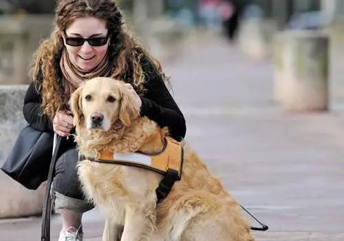 国内导盲犬多少钱一只 老了以后怎么办