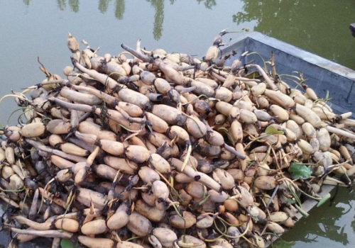 7月份能种土豆吗 能种莲藕吗