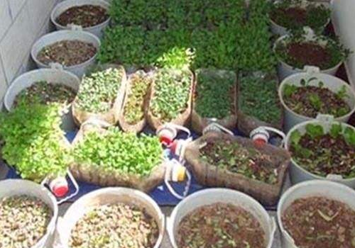 空油桶里能长菜吗 怎么做