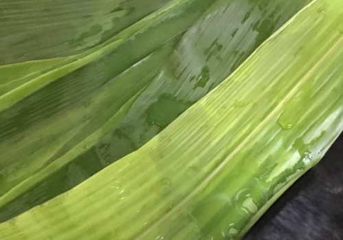 箬叶怎么处理 怎么包粽子
