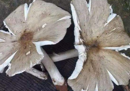 斗鸡菇是什么 价格多少
