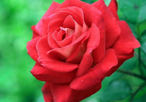 小满开什么花 怎么种花